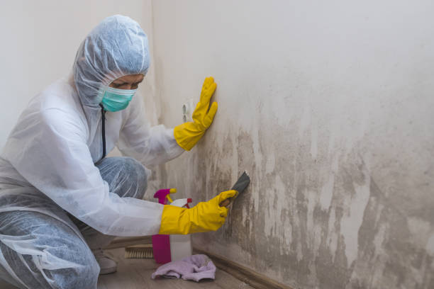 Best Mold Removal for HVAC Installations  in Edison, GA